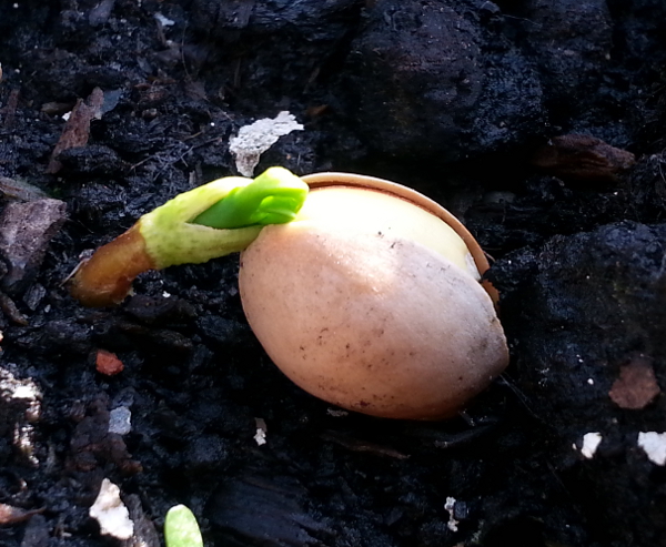 Ginkgo Nut sprouting